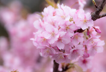 早咲きの桜　河津桜