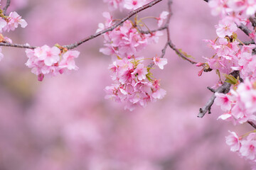 早咲きの桜　河津桜