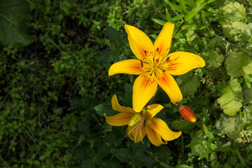 Fototapeta premium Lilium, yellow blossoming flower with water drops on petals. Flower in the garden.