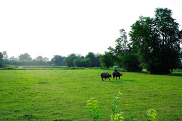 Farmer riding buffalo in green field