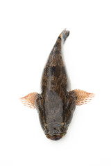 Obraz premium Fish goby isolated on white background.