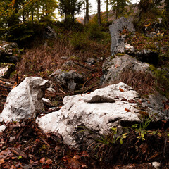
autumn stones in the forest