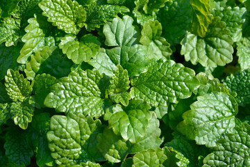 Lemon balm
