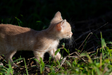 歩き回る子猫