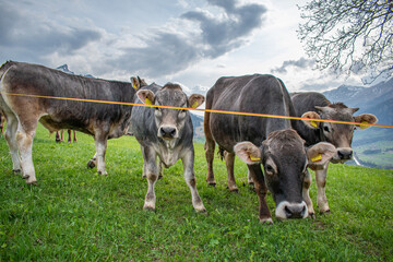 Beautiful swiss cows. Alpine meadows. Mountains.  