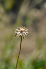 Caucasian pincushion seed head