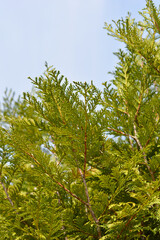 Western Red Cedar Martin