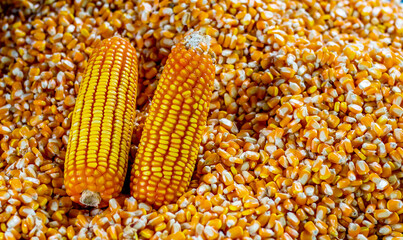 Corn or Maize for processing into yellow fodder.