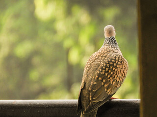 Common Indian Pigeon