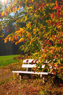 Natur in Szene   herbststimmung