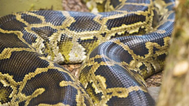The serpintine body of the long huge snake