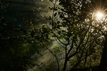 Sunrays Through A Morning Forest