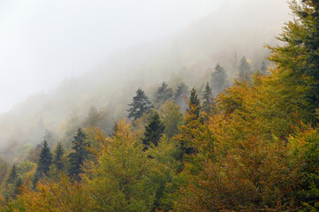 Foggy Forest in Zarnesti, Romania