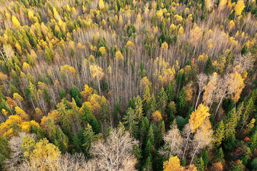 autumn forest landscape, view from a drone, aerial photography viewed from above in October park