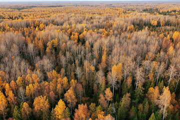 autumn forest landscape, view from a drone, aerial photography viewed from above in October park