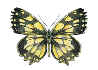 Yellow Butterfly on a white background, watercolor illustration, hand drawing