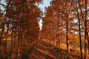 Fototapeta premium autumn road top view, landscape in autumn with drone