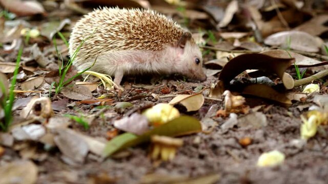 The young hedgehog was walking for food on the ground covered with dry leaves, stock video 4k