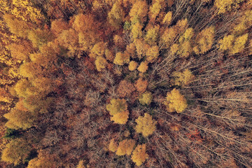 autumn forest landscape, view from a drone, aerial photography viewed from above in October park