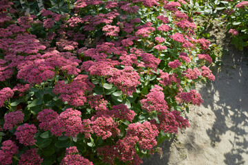 Showy stonecrop, or ice plant (Hylotelephium spectabile) growing in the garden.  This plant belongs...