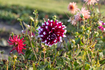 Colorful autumn flowers in the garden. Garden works in autumn