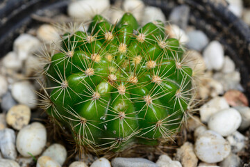 Closeup cactus with natural background.