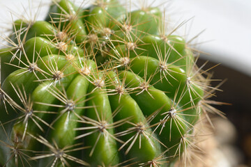 Closeup cactus with natural background.