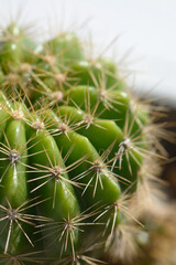 Naklejka na ściany i meble Closeup cactus with natural background.