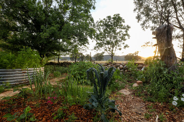 Large kale plant growing in vegetable garden scene at dawn