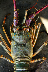 Colorful green purple red yellow lobster on contrasted with dark concrete floor