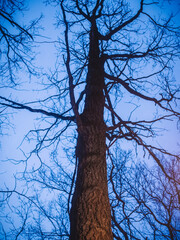 Naked tree against the blue sky in spring
