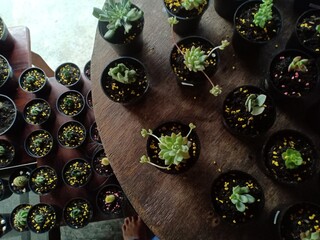 ornamental cactus plants