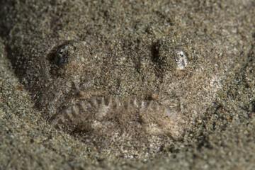  Urascopus scaber hidden in the sand. Çanakkale, Turkey.