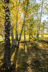 Birch forest in the sunny autumn evening. Autumn Landscape. Selective focus.
