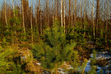 young Christmas tree in early spring on a clear day
