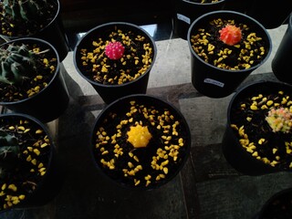 ornamental cactus plants