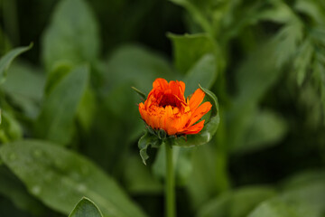 Vibrant orange calendula flower opening up in vegetable garden setting