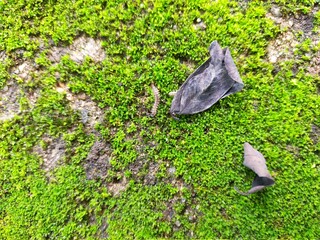green moss on the stone