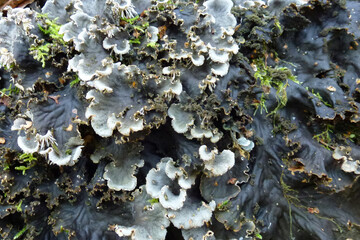 Forest silver. Moscow region.