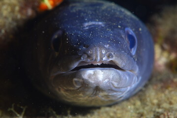 Giant conger eel. Çanakkale, Turkey.