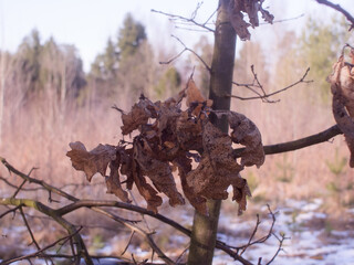 dry leaves on a branch of oak in spring