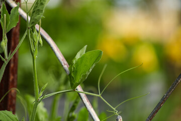 Sweet pea plant growing on climbing frame