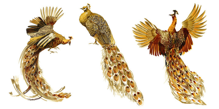 gold peacocks watercolor set. Golden birds illustration.