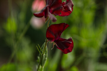 Obraz premium Deep burgundy sweet pea flowers growing on climbing frame in vegetable garden