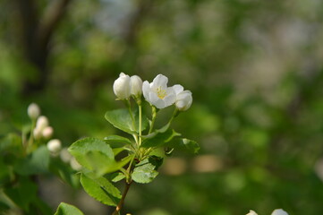 spring, flower, blossom, tree, nature, white, cherry, branch, apple, flowers, garden, bloom, plant, green, blooming, season, beauty, sky, leaf, blue, macro, petal, beautiful, blossoming, outdoors