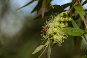 Wild honey bee collecting pollen from vibrant yellow bottlebrush flower