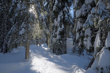 Ein Winterwanderweg in einem verschneiten Wald bei Sonnenschein