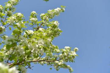 spring, flower, blossom, tree, nature, white, cherry, branch, apple, flowers, garden, bloom, plant, green, blooming, season, beauty, sky, leaf, blue, macro, petal, beautiful, blossoming, outdoors