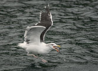 Fototapeta na wymiar A herring gull flying low over the sea as it scoops up and if swallowing a large fish