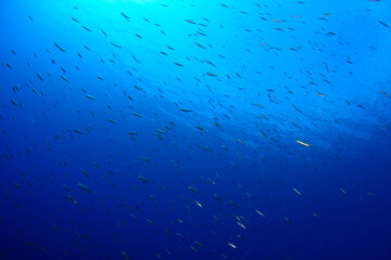 Underwater photography (a school of fish ) in Bodrum, Muğla / TURKEY